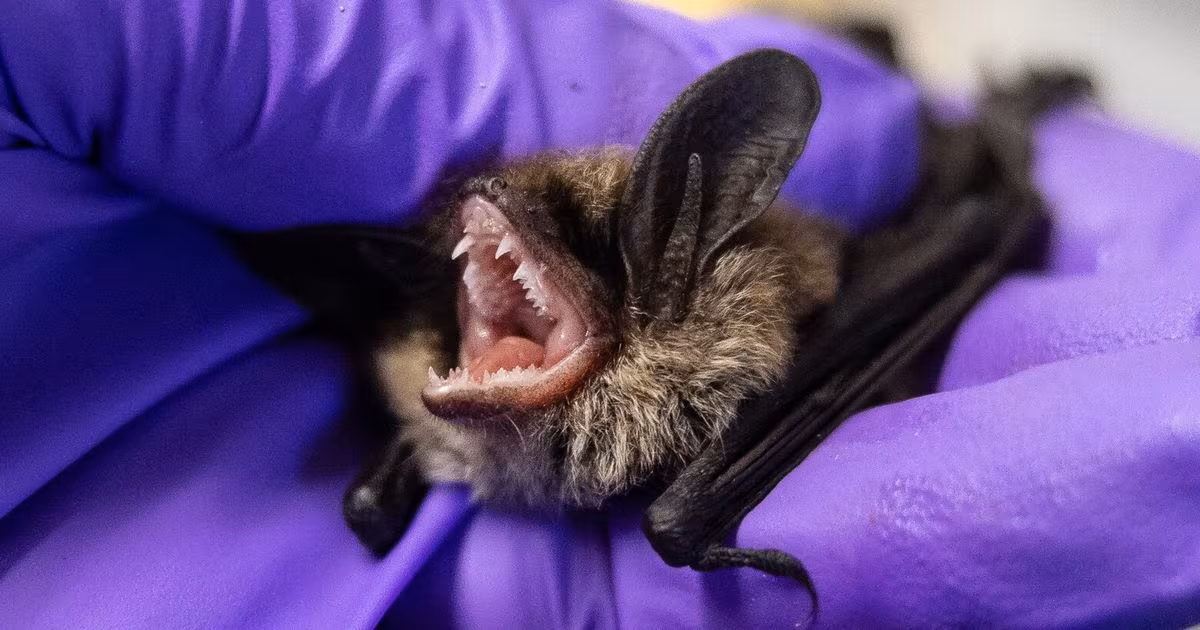 Citizen scientists take to the night to help WA bats facing a deadly disease - The Seattle Times