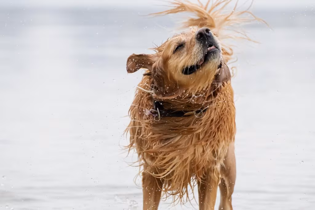 A Golden Retriever gently holding a small bird in its mouth, demonstrating the soft mouth trait.
