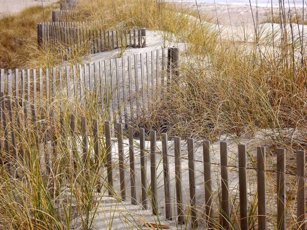 A panoramic view of pristine coastal sand dunes in California, showing sparse vegetation and rolling hills of sand.