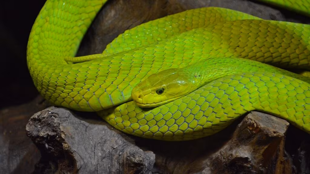 Black mamba snake coiled in the grass, representing the danger of snakebite envenoming.