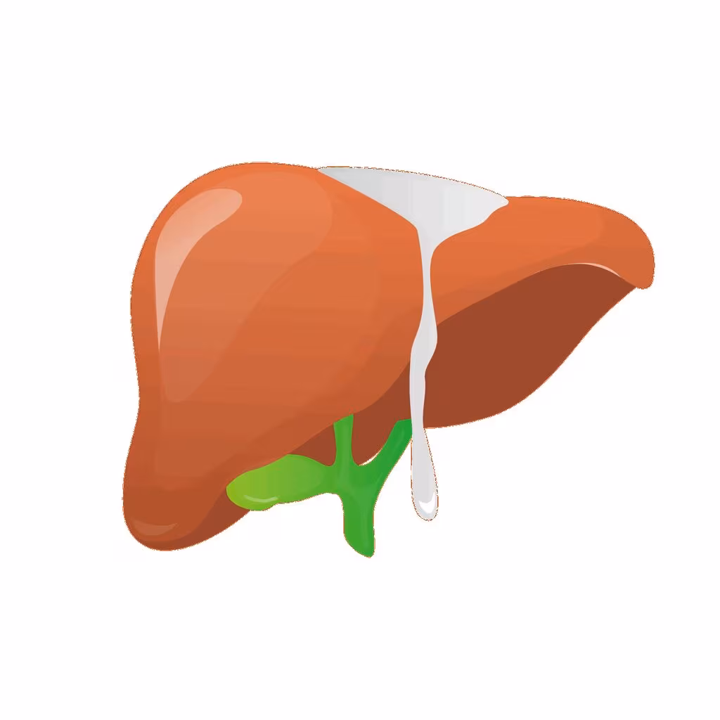 Close-up anatomical illustration of the human liver, central to metabolic processes during fasting.
