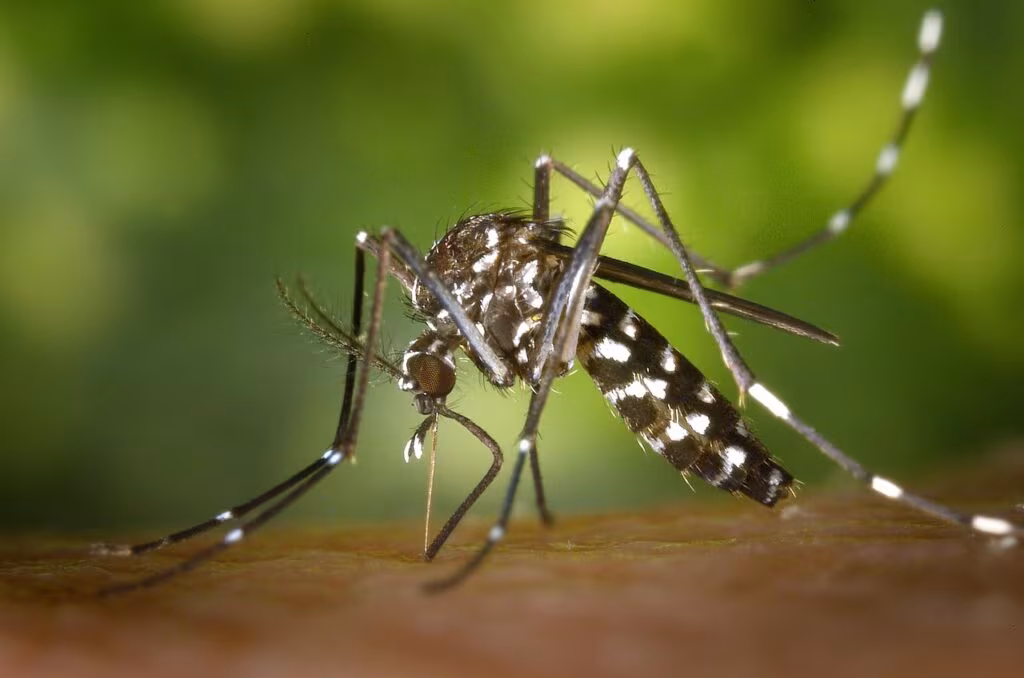 Close-up photograph of an Aedes aegypti mosquito, the vector for dengue and Zika.