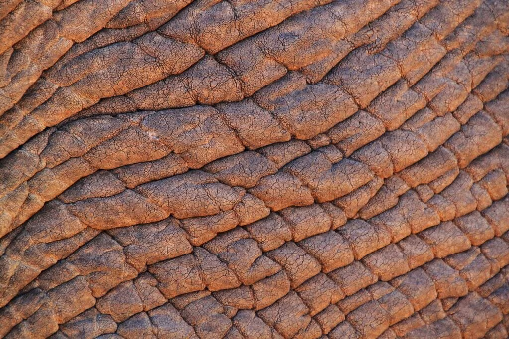 Close-up photograph of fossilized dinosaur skin impressions showing scale texture and detail.