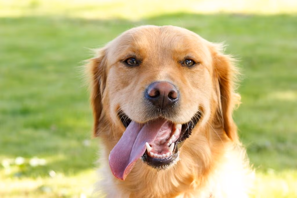 Close-up portrait of a happy, well-groomed Golden Retriever looking directly at the camera.