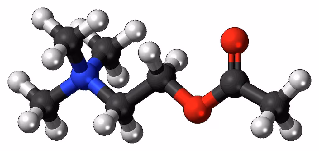 Diagram illustrating the release of neurotransmitters and neurotrophic factors in the brain during physical activity.