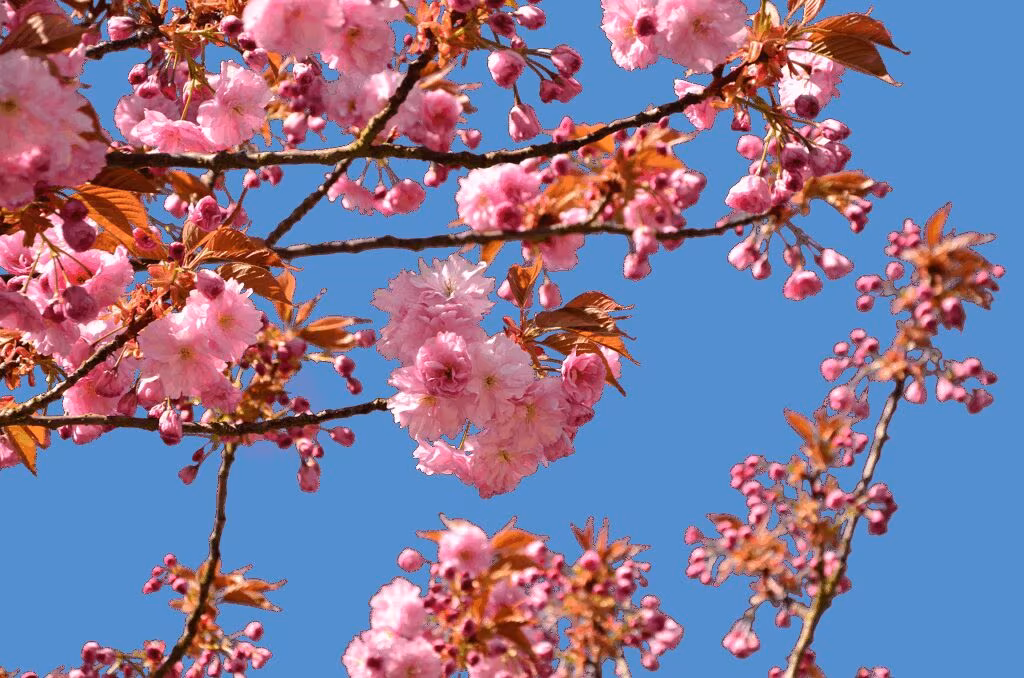 Official portrait of Sanae Takaichi, Japan's first woman Prime Minister, in a professional setting.