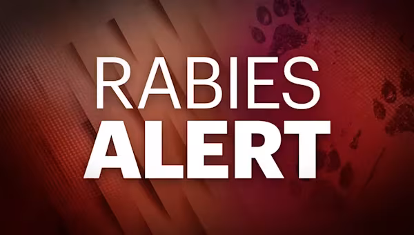 A cat has tested positive for rabies in Suffolk County - News 12