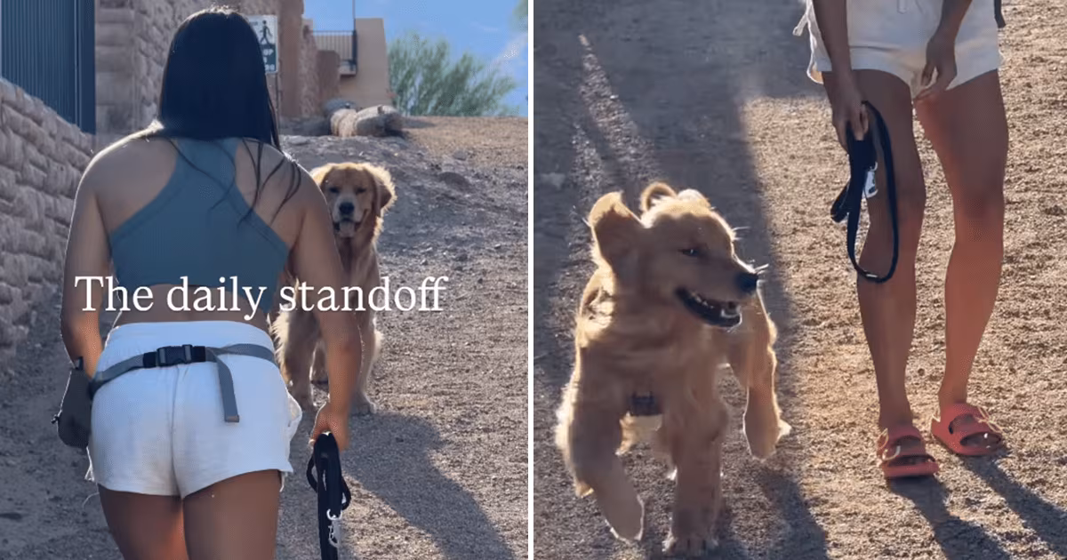 Video: Golden Retriever & Owner’s Standoff Is So, So Cute - DogTime