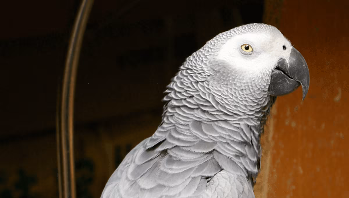 “You Be Good. I Love You”: How Alex The Parrot Rewrote Our Understanding Of Animal Intelligence - IFLScience