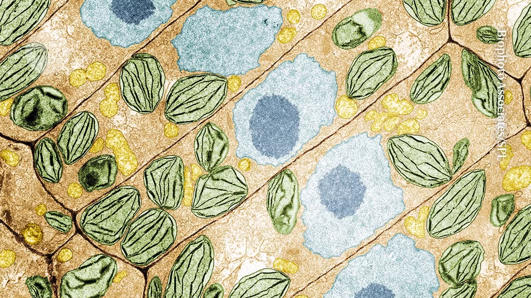 Plants have a secret language that scientists are only now starting to decipher - Nature