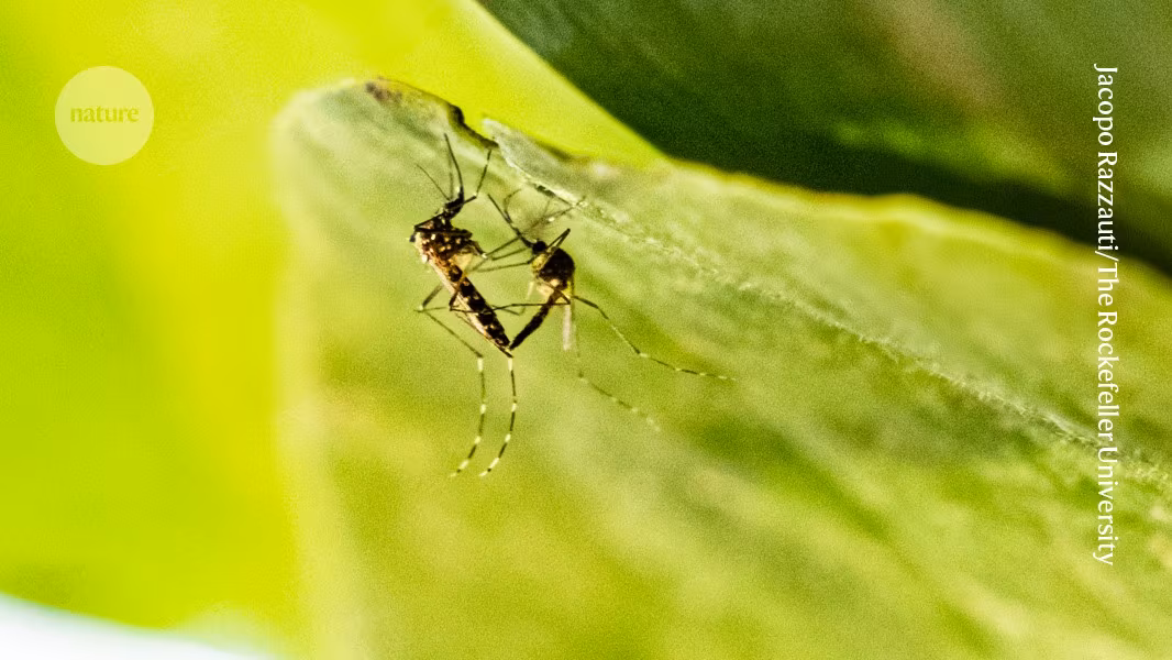 Glowing sperm helps to reveal secrets of mosquito sex - Nature