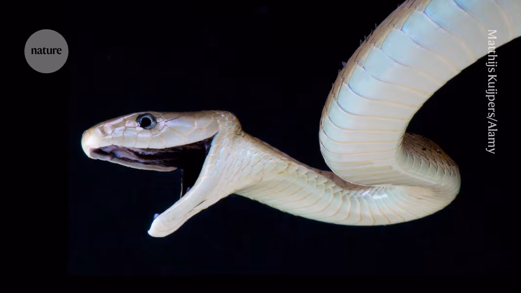 Single antivenom protects against 17 different snakebites - Nature