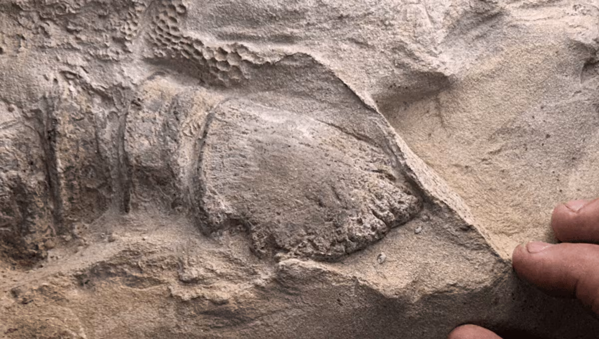 Duck-Billed Mummies Reveal Some Dinosaurs Had Hooves - IFLScience