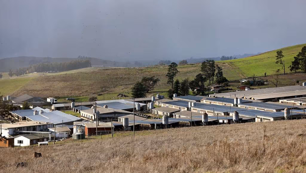 Sonoma County duck and egg farms hit with first avian flu outbreaks of 2025-26 winter - The Press Democrat