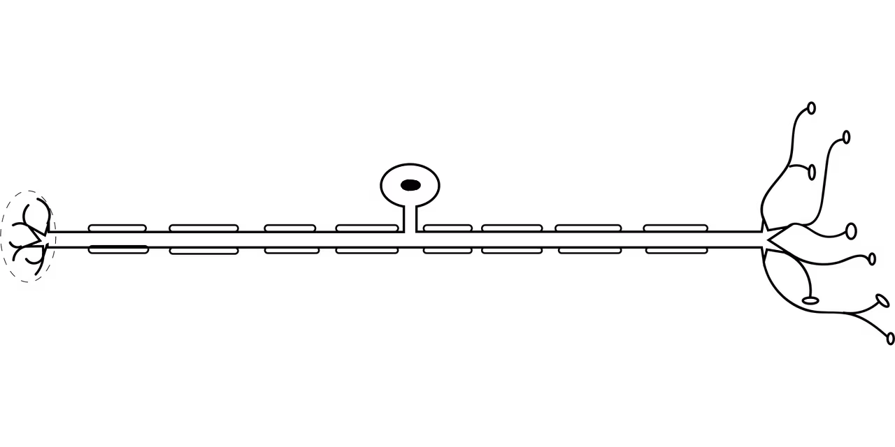 Thiorphan reprograms neurons to promote functional recovery after spinal cord injury - Nature