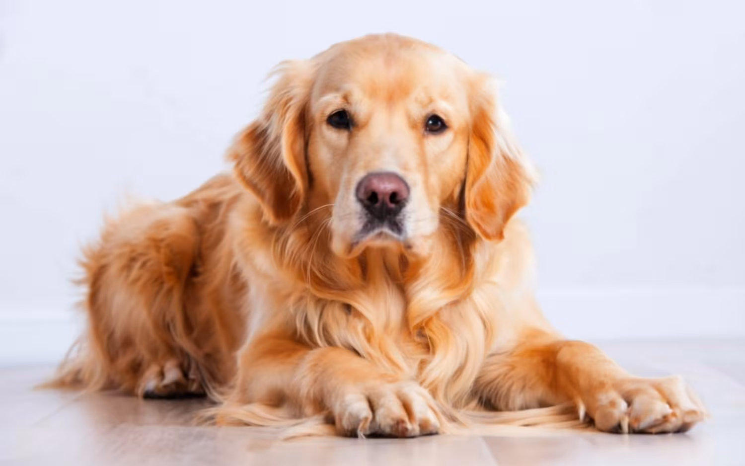 "Tucker the Gentleman" is a Golden Retriever with an amazingly courteous snacking style - Boing Boing