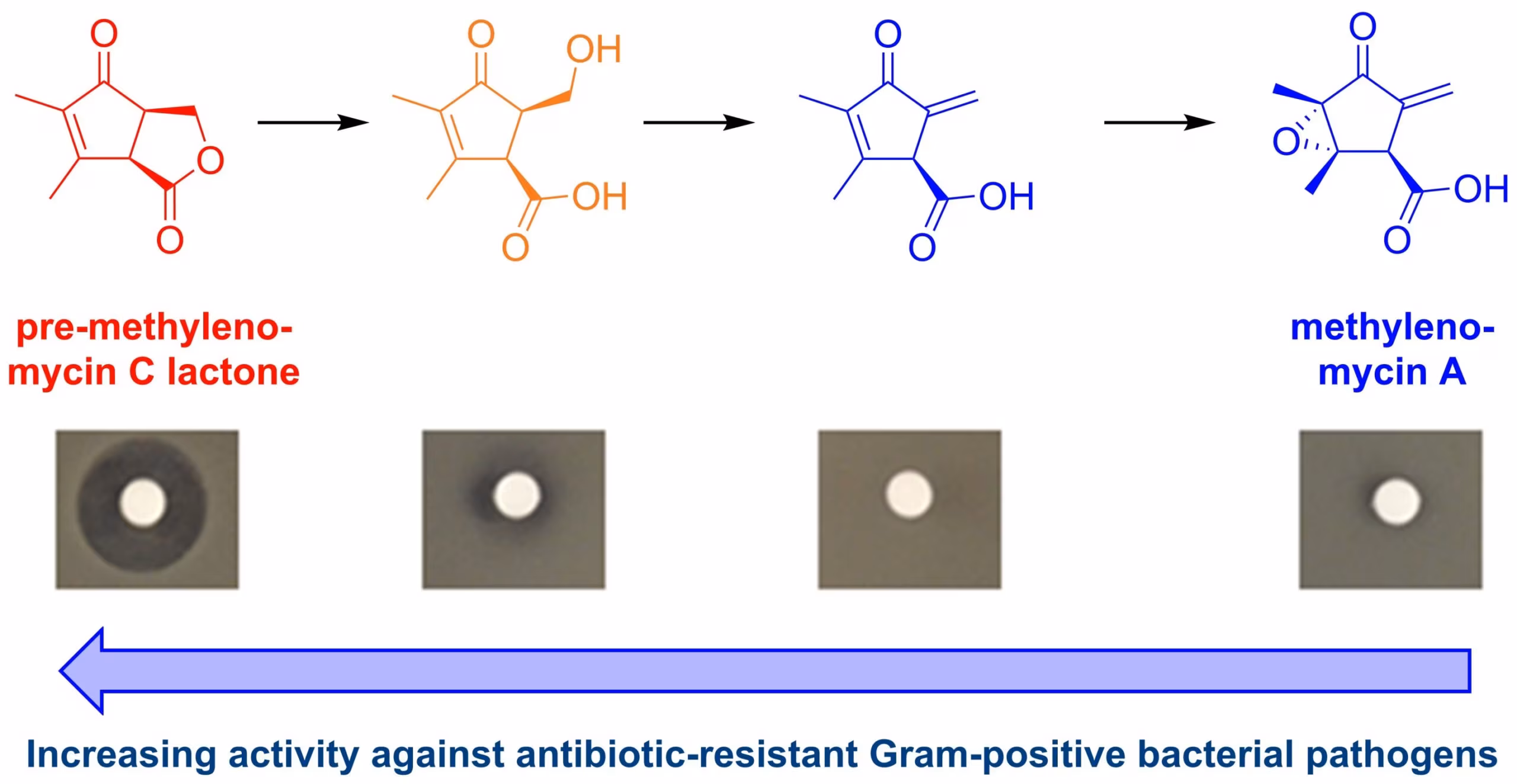 Chemists discover antibiotic for drug-resistant bacteria 'hiding in plain sight' - Phys.org