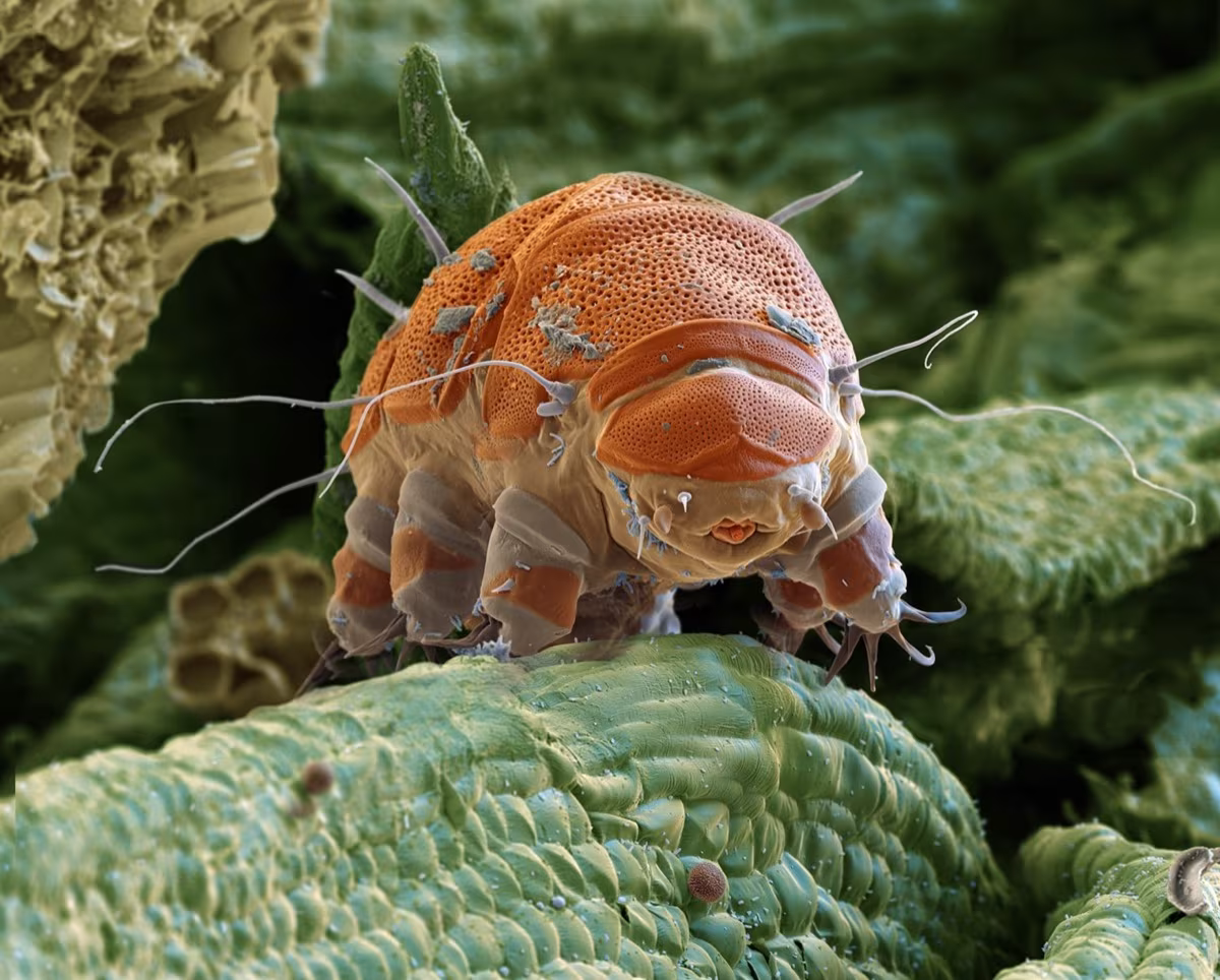 Watch the birth of a tardigrade under a microscope: a rare glimpse of a water bear hatching - Boing Boing