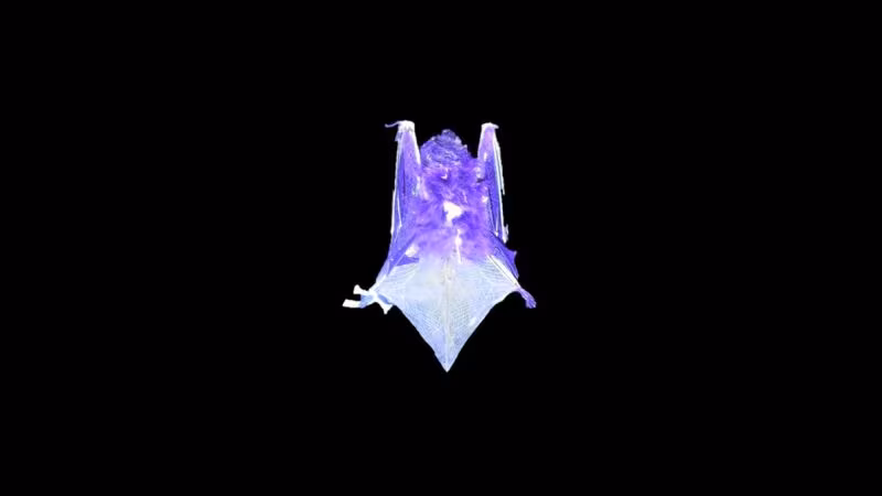 Certain species of bats can glow under UV light. Scientists don’t know why - CNN