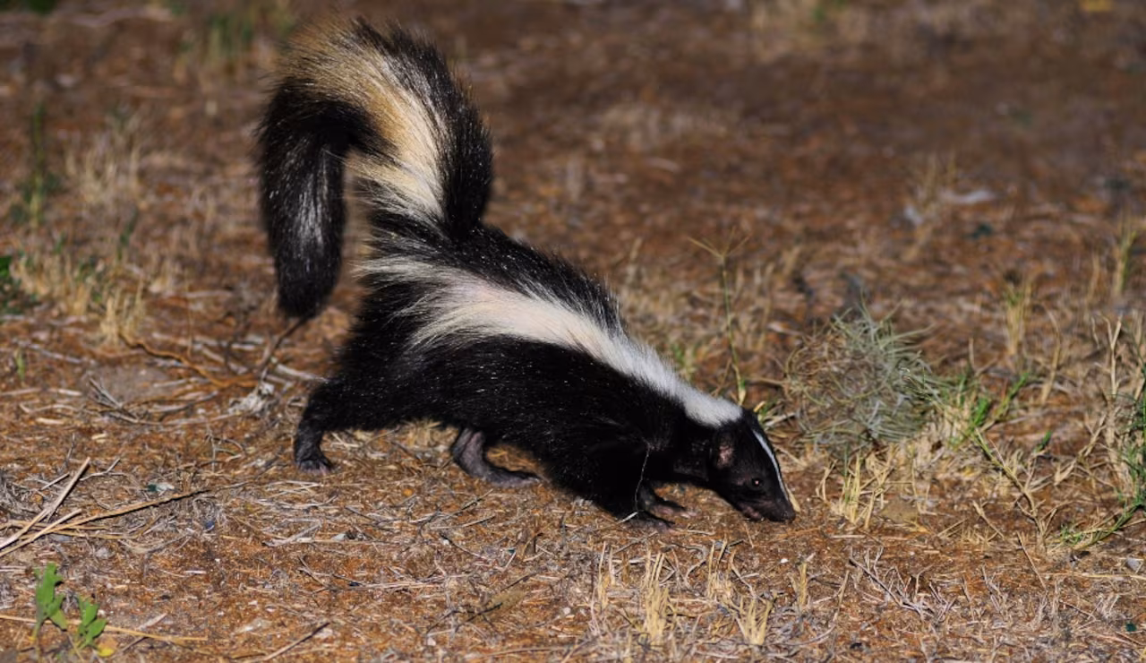 ‘Unusually friendly’ skunk tests positive for rabies in N.J. town - NJ.com
