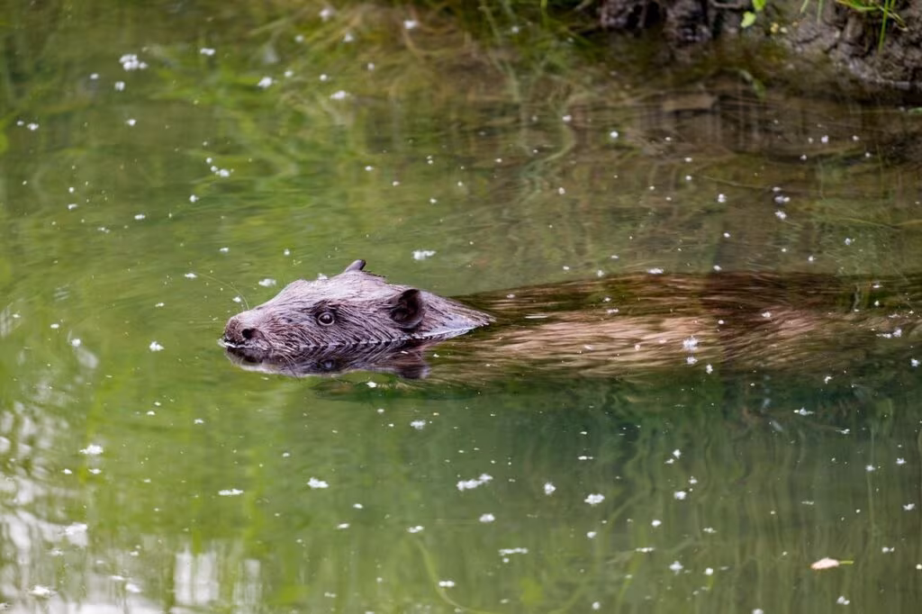 A beaver working on building a dam in a cold river during the late autumn season.