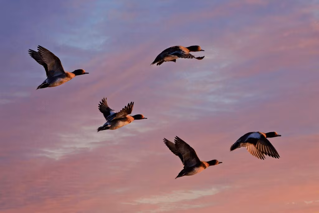 A flock of wild migratory birds flying over a wetland, representing the natural reservoir of avian influenza.