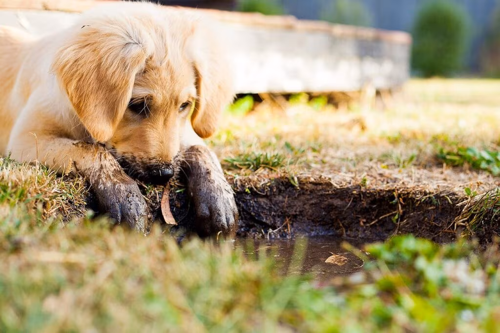 A man kneeling, tearfully embracing a small Golden Retriever puppy during a surprise reveal.