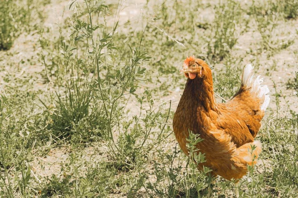 A person wearing protective gear near a clean chicken coop, demonstrating biosecurity measures against bird flu.