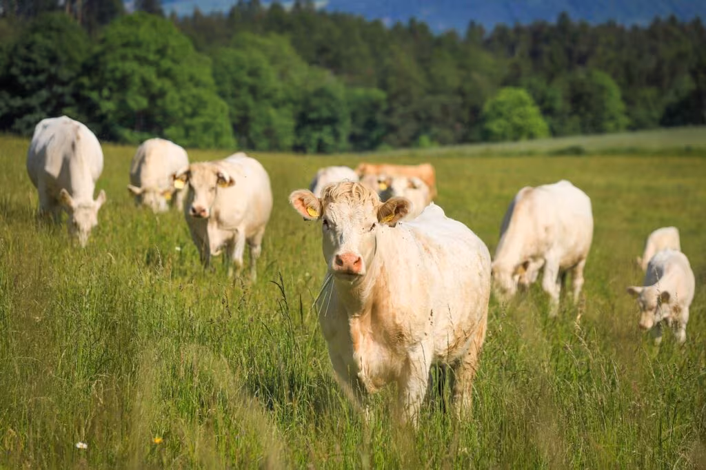 Cattle rancher standing in a feedlot inspecting his herd of beef cattle