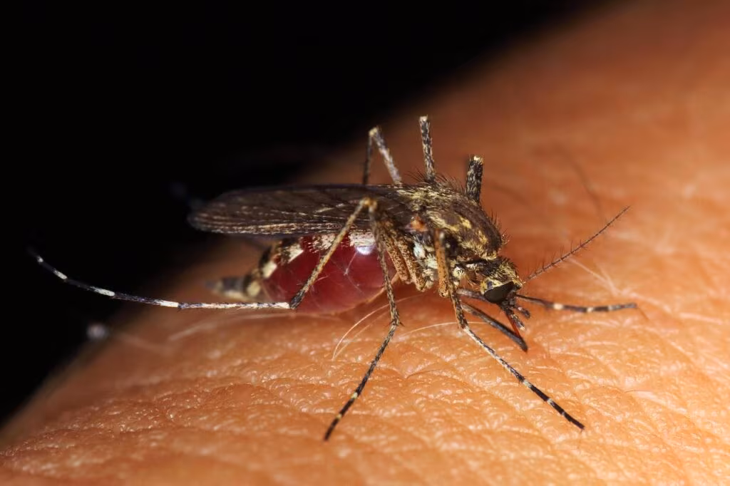 Close up of a mosquito biting human skin, drawing blood