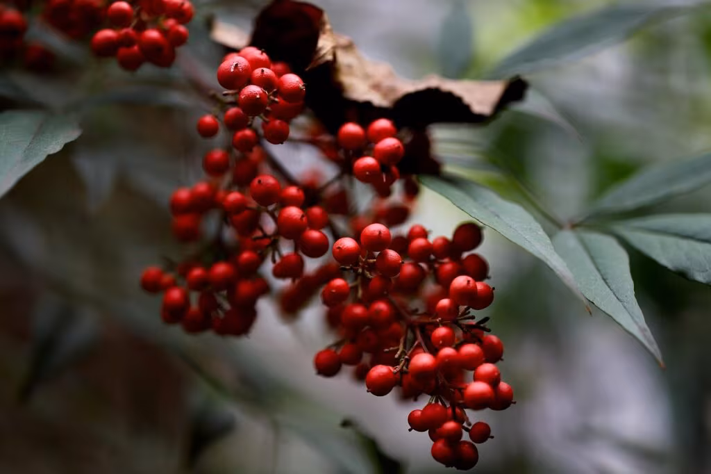 Close-up of ancient bamboo structure partially preserved in ice, showing detailed craftsmanship.