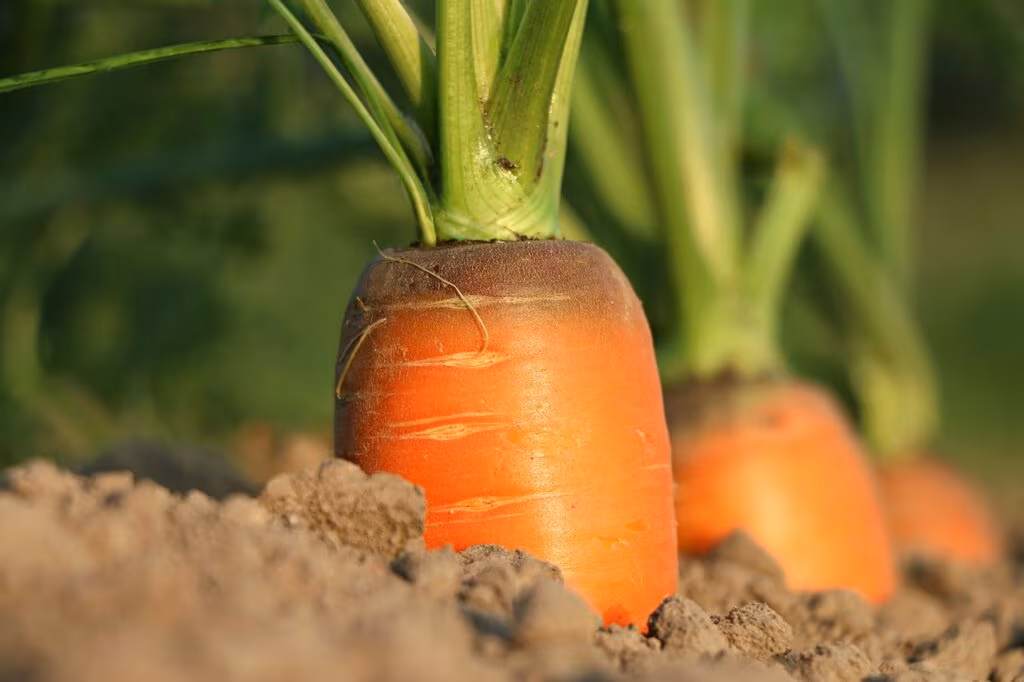 Close-up of dark, porous biochar granules mixed into healthy soil.
