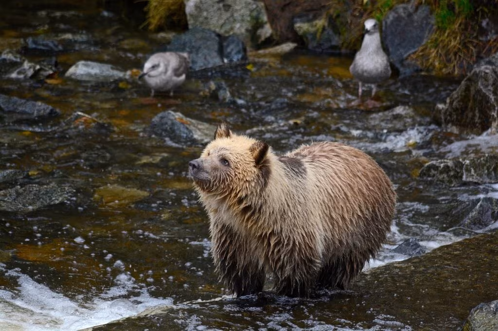 Close-up view of a grizzly bear cub nursing inside a dark den environment