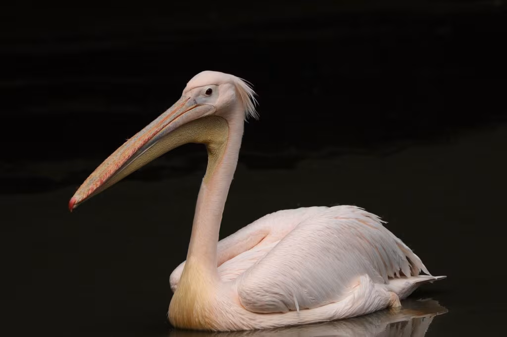 Dead wild duck, likely waterfowl, found near a body of water, indicating an avian influenza outbreak.