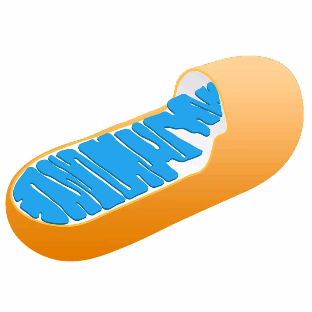 Diagram illustrating ATP production in brain cells and mitochondria