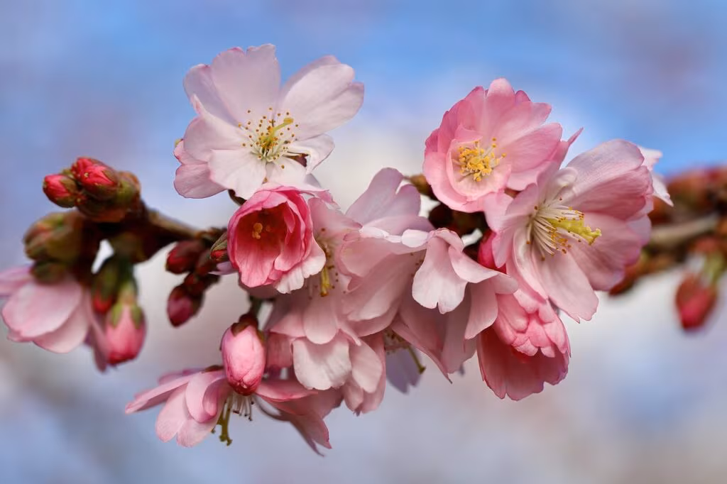 Glass of dark red tart cherry juice next to fresh cherries
