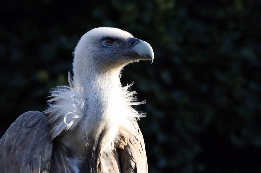 Honey bee pollinating a flower in a field