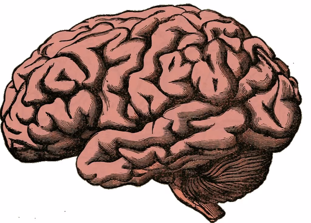 Illustration of the human brain highlighting the amygdala, the center for fear and emotional processing.