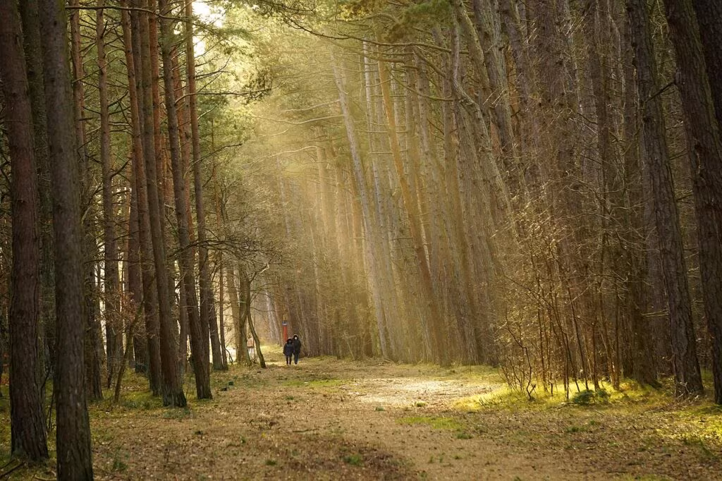 Person walking through a sunlit forest trail, symbolizing stress reduction.