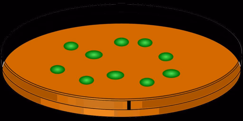 Petri dish showing colonies of bacteria, representing the initial stages of antibiotic testing.