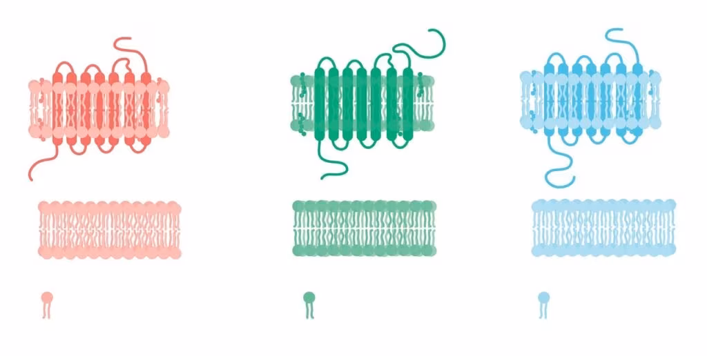 Stylized diagram illustrating the structure of a messenger RNA molecule inside a cell.