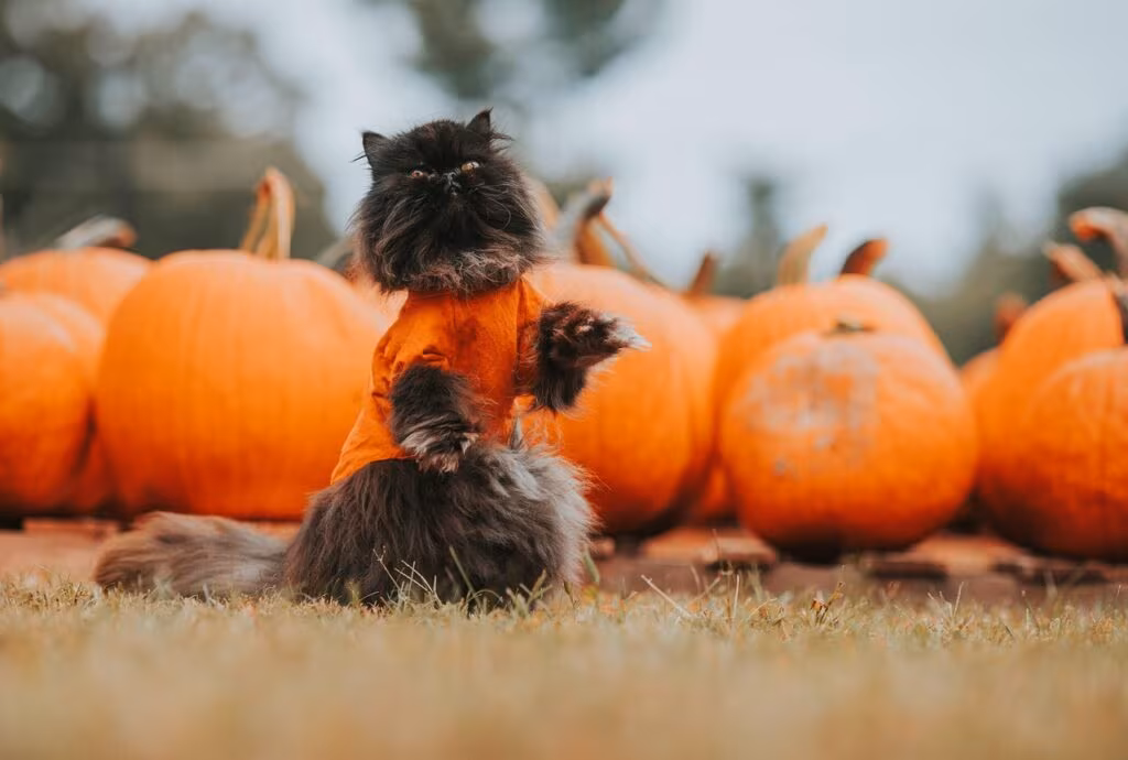 Tom Aspinall dressed as a pirate with an eye patch, referencing the Ciryl Gane eye poke controversy.