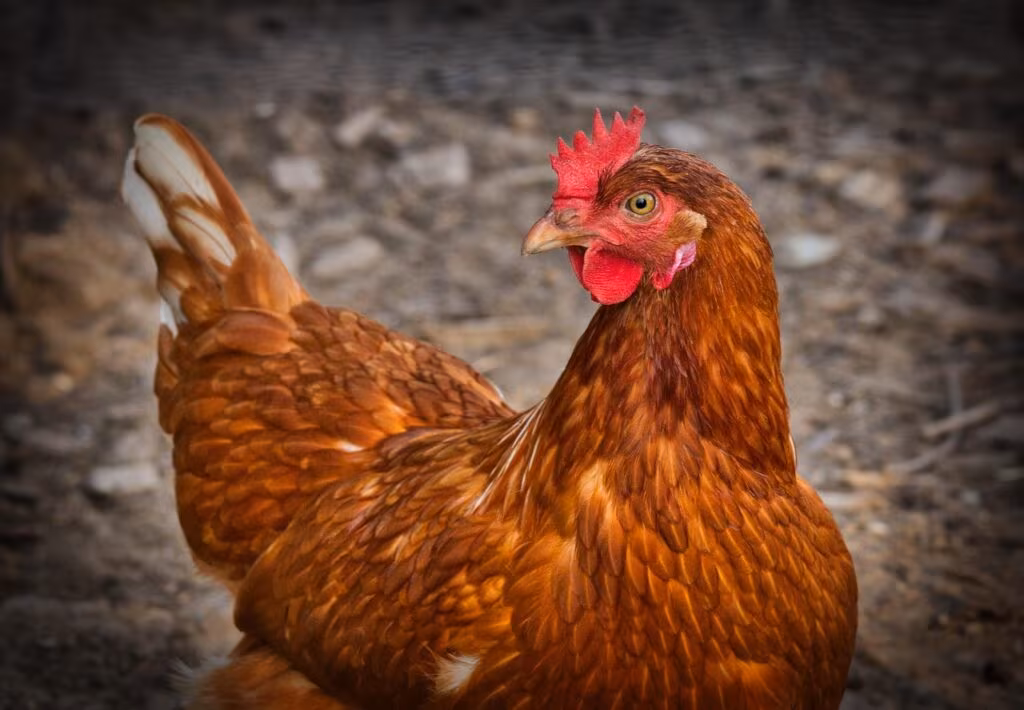 Workers in protective gear disinfecting a poultry farm entrance for biosecurity