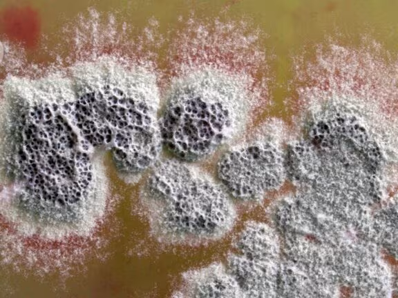 Powerful new antibiotic that can kill superbugs discovered in soil bacteria - Nature