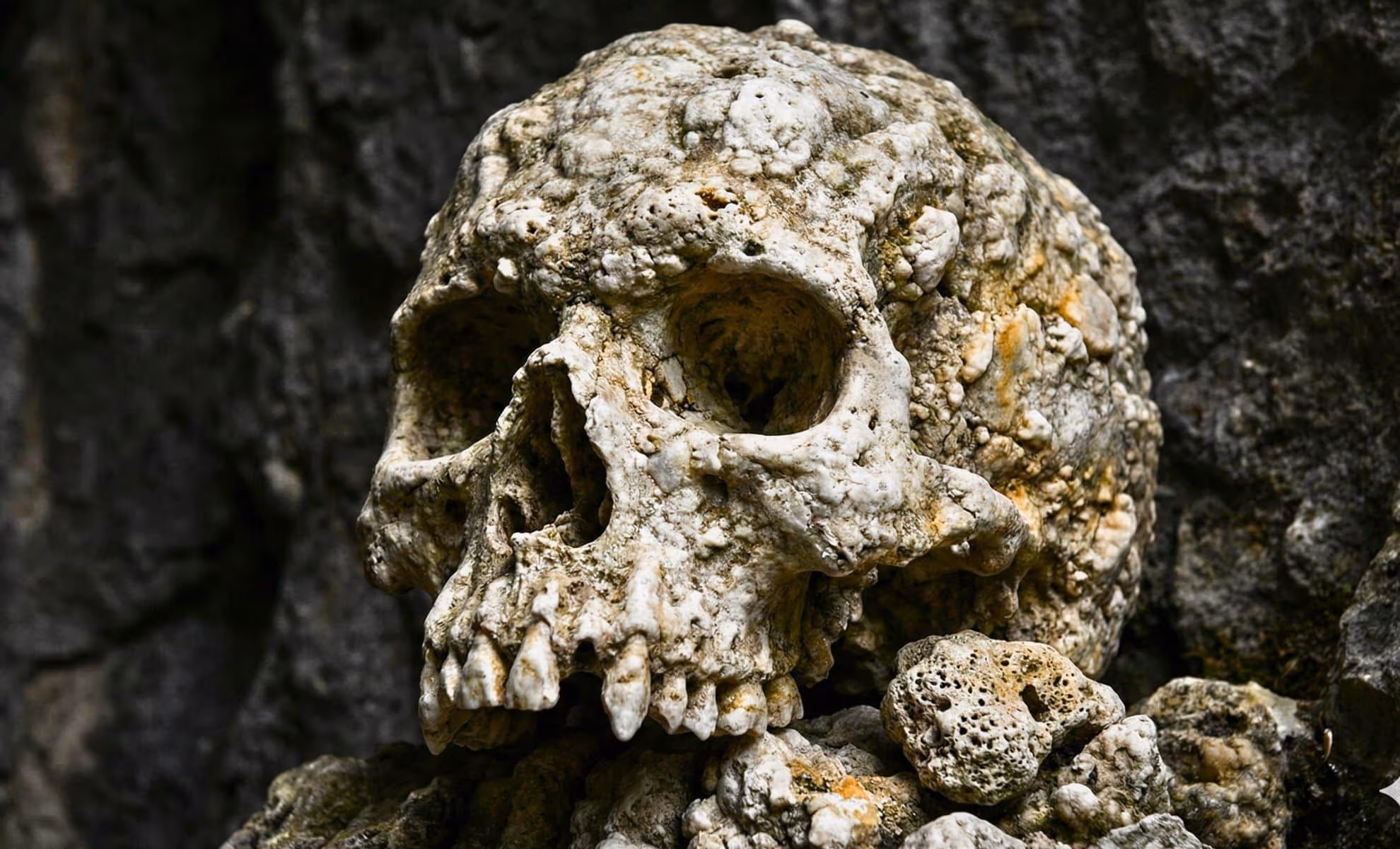 A Skull Sealed in a Cave for 130,000 Years Reveals the Truth About the Most Puzzling Part of Neanderthals: Their Noses - Indian Defence Review