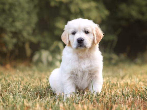 Husband's Priceless Reaction When Wife Brings Home a Golden Retriever Puppy Couldn't Be Sweeter - Yahoo